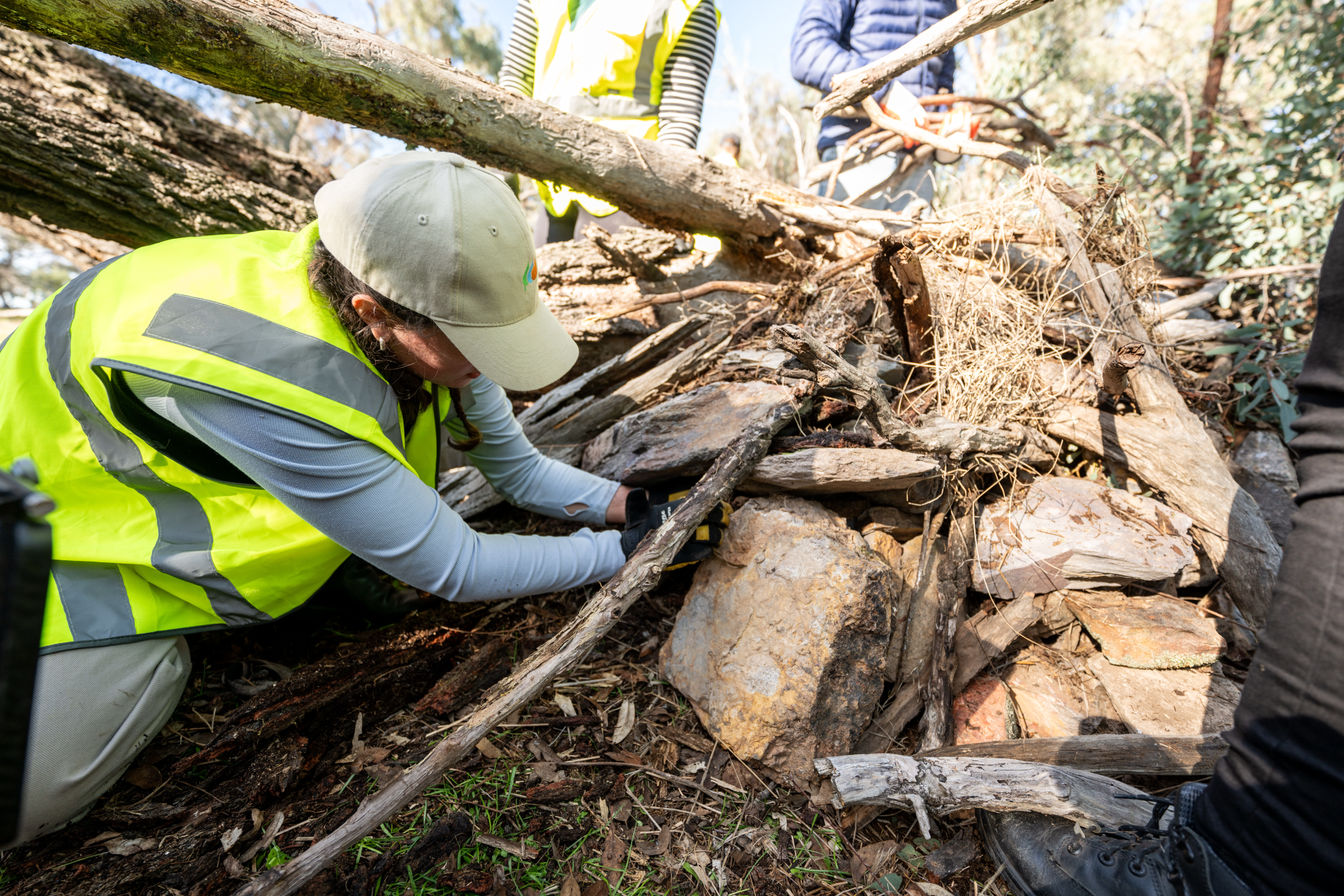 Spotted-tailed Quoll Den Building Project